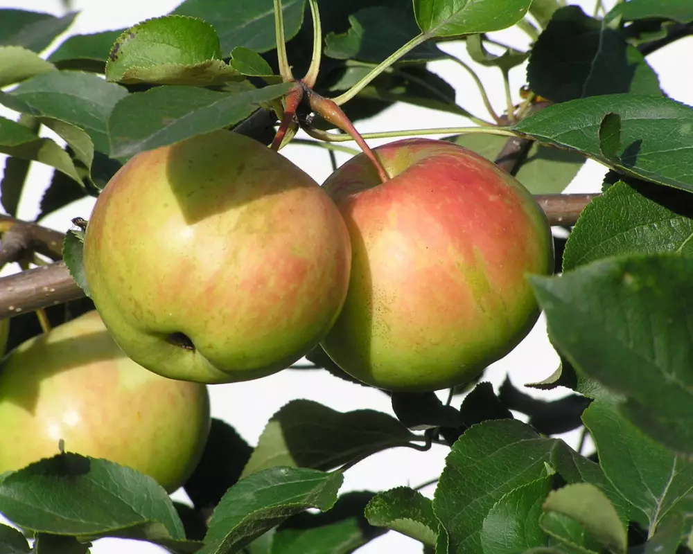 Яблоня Богатырь (10 шт.)