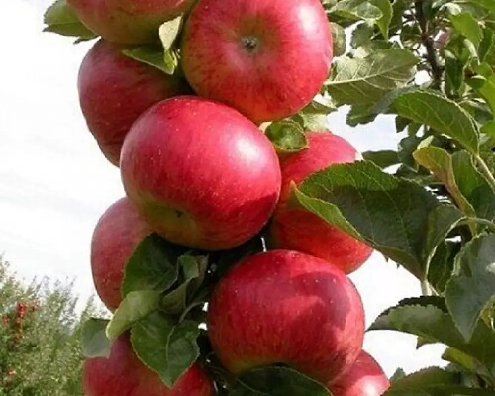 Яблоня колоновидная Кумир (10 шт.)