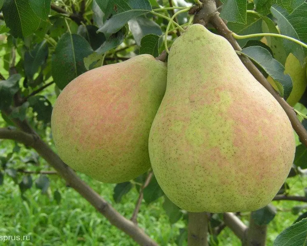 Груша Велеса (10 шт.)