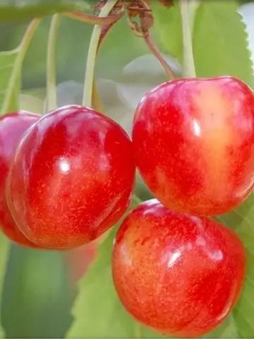 Черешня Брянская розовая (10 шт.)