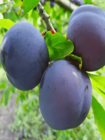 Слива Этюд (10 шт.)