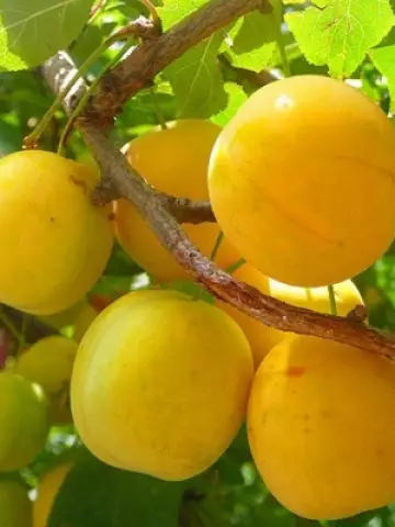 Слива Желтая крупная (10 шт.)