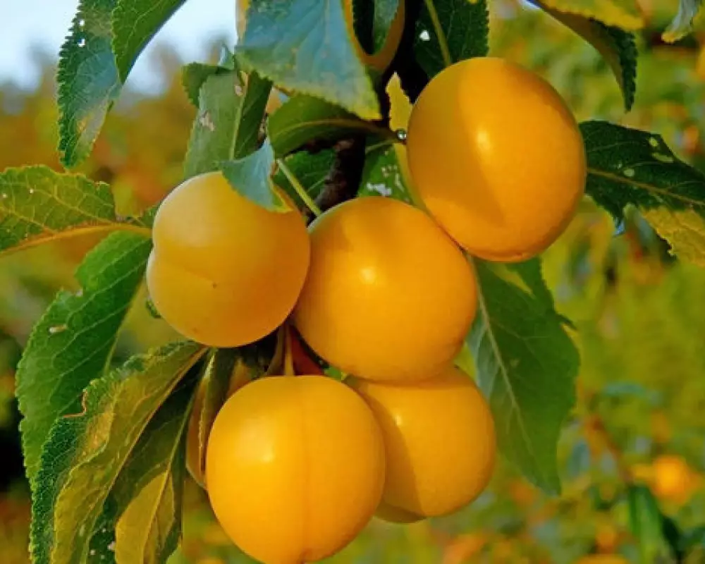 Алыча Сонейка (10 шт.)