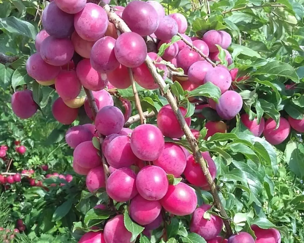 Алыча Кубанская комета (10 шт.)