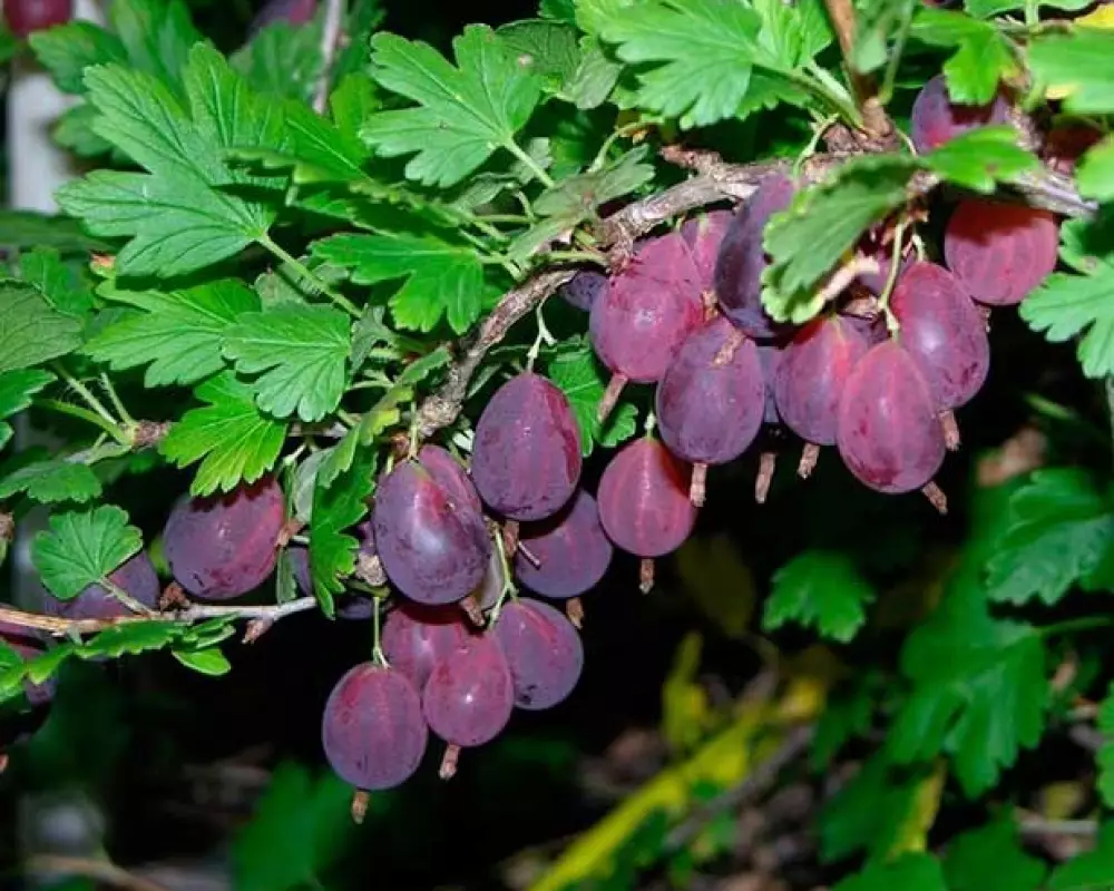 Крыжовник Грушенька (10 шт.)