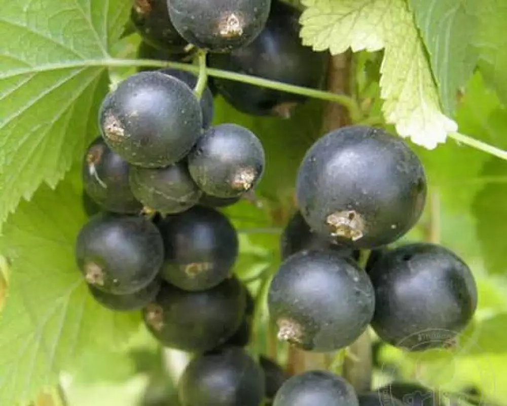 Смородина Черная Шалунья (10 шт.)