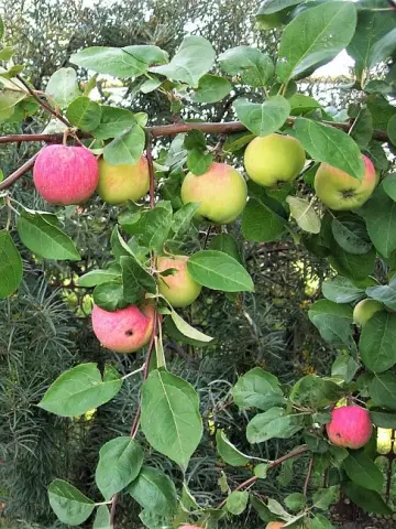 Яблоня Мантет
