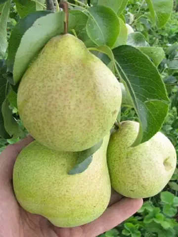 Груша Просто Мария