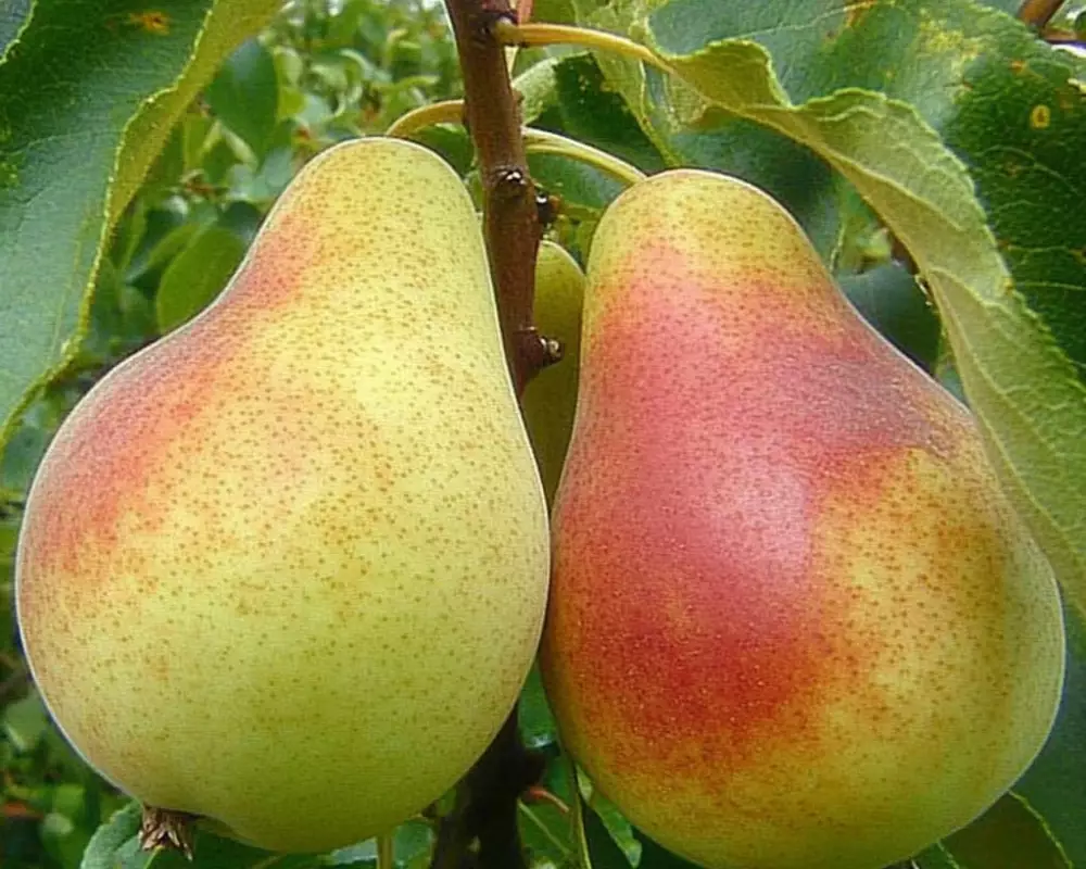 Груша Ника