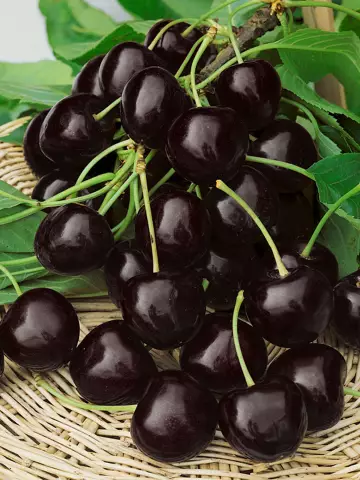 Черешня Ленинградская черная