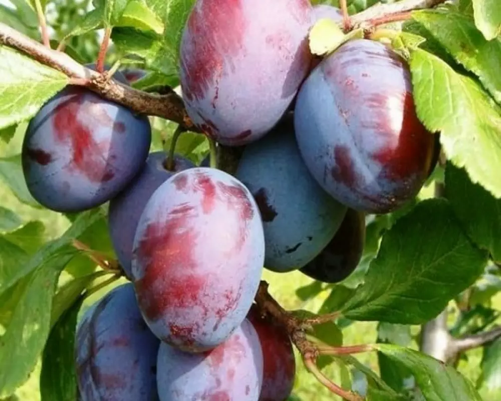 Слива Коллективная