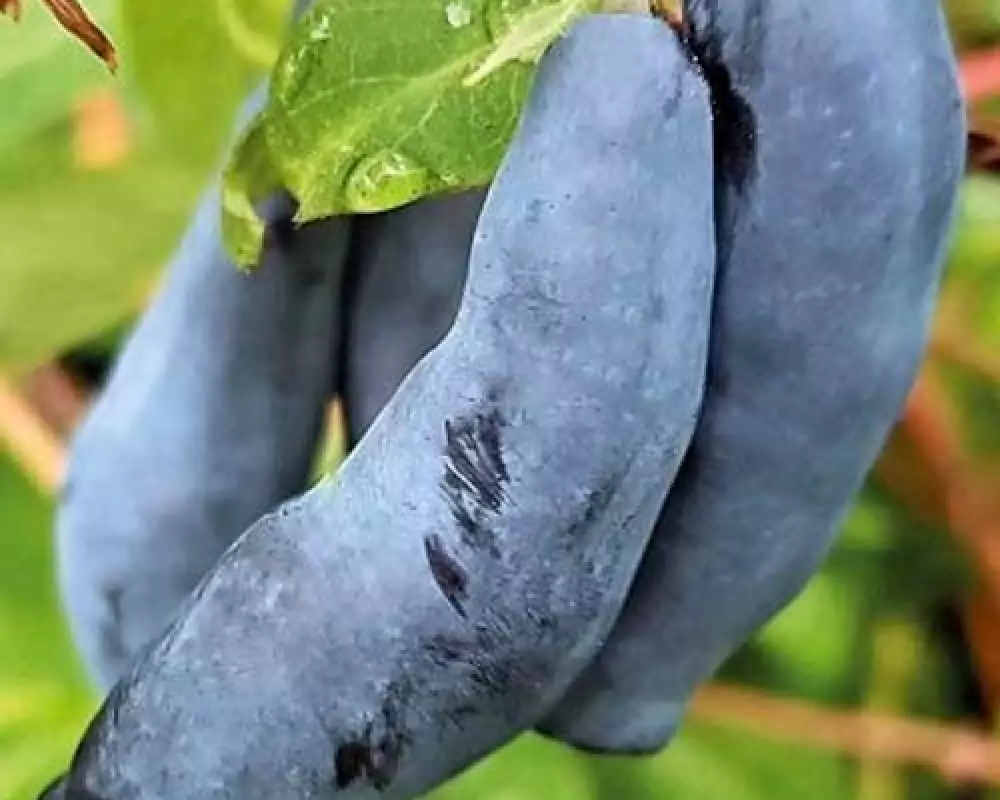 Жимолость Канадские сорта Blue Banana