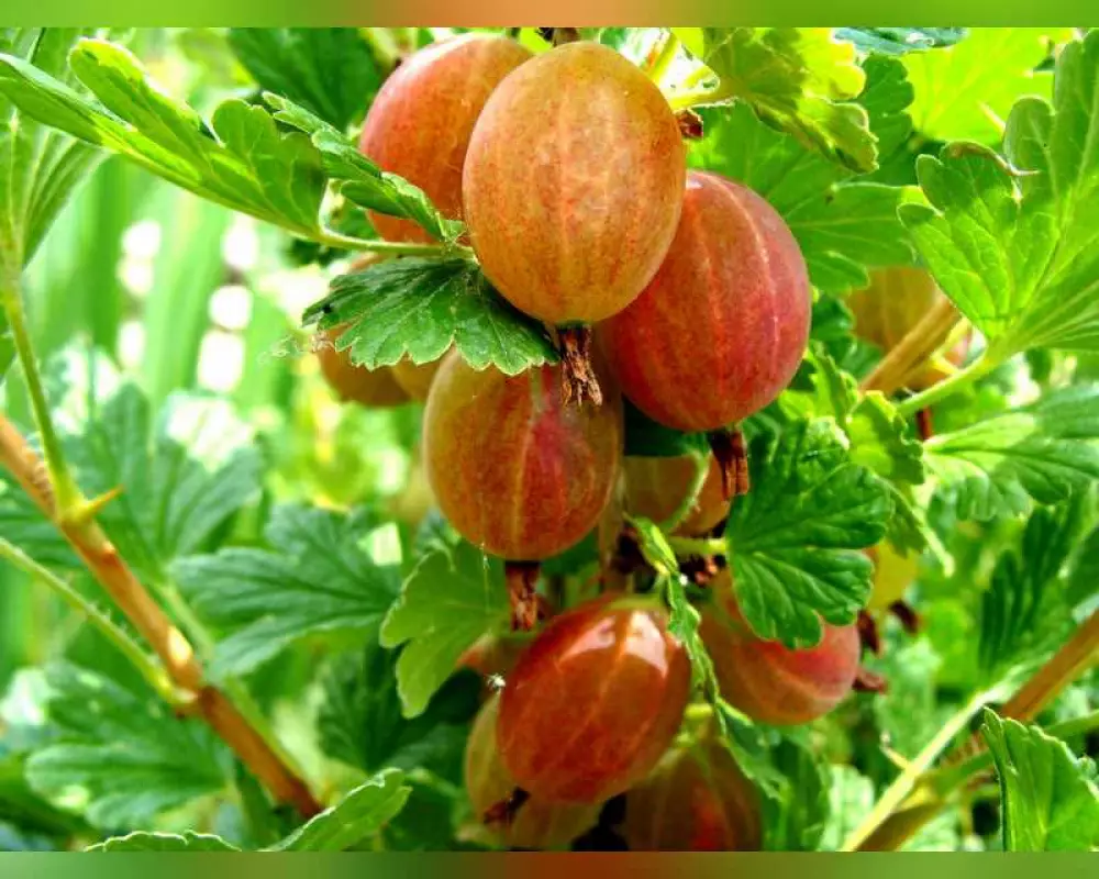 Крыжовник Юбиляр