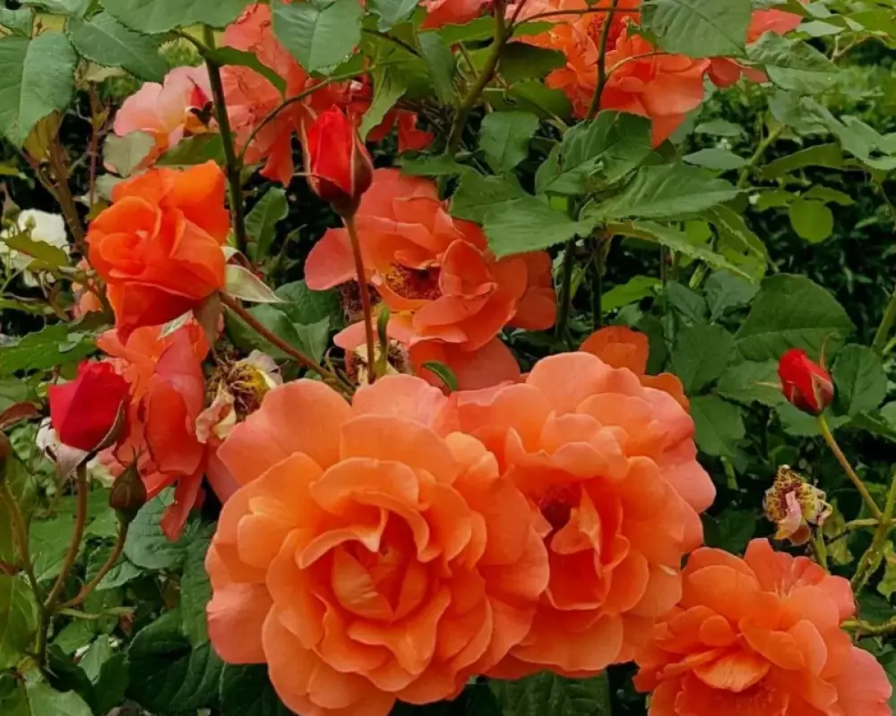 Роза Плетистая Westerland