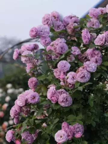Роза Плетистая Lavender Wreath