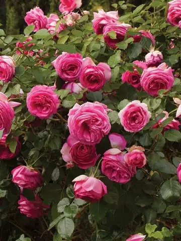 Роза Плетистая Cyclamen Pierre de Ronsard