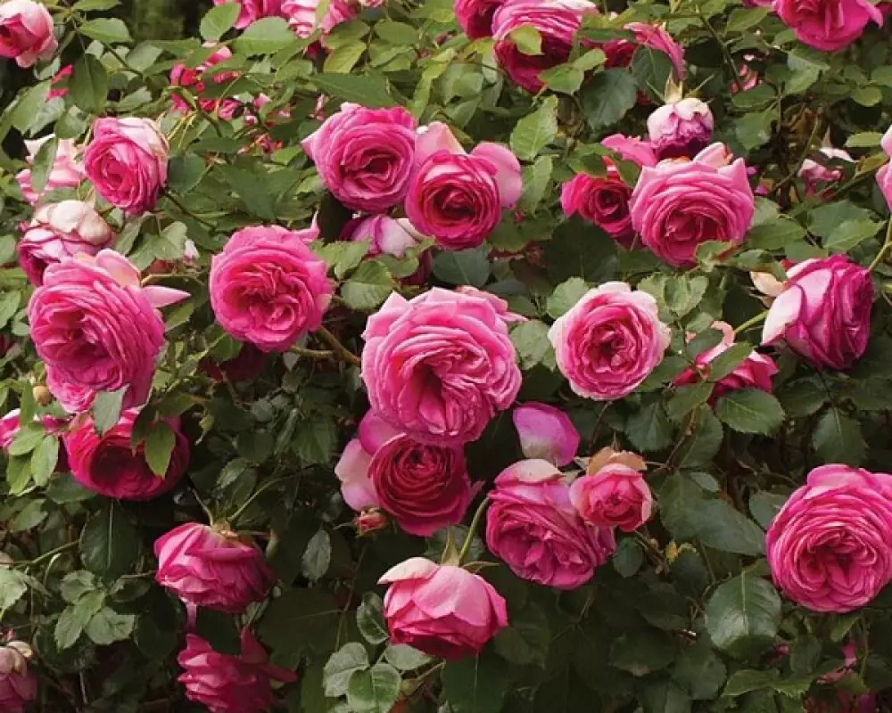 Роза Плетистая Cyclamen Pierre de Ronsard