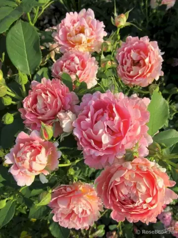 Роза Шраб Rose des Cisterciens