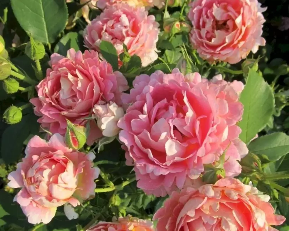 Роза Шраб Rose des Cisterciens
