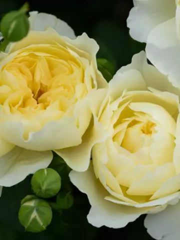 Роза Флорибунда Lichukotala