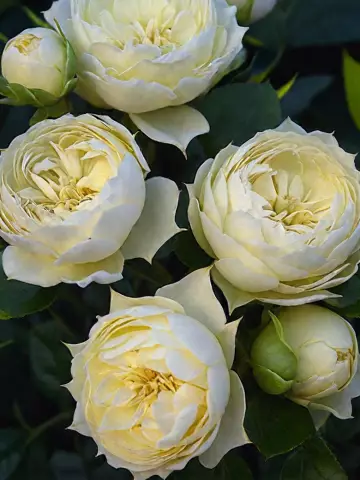 Роза Спрей Blanchette