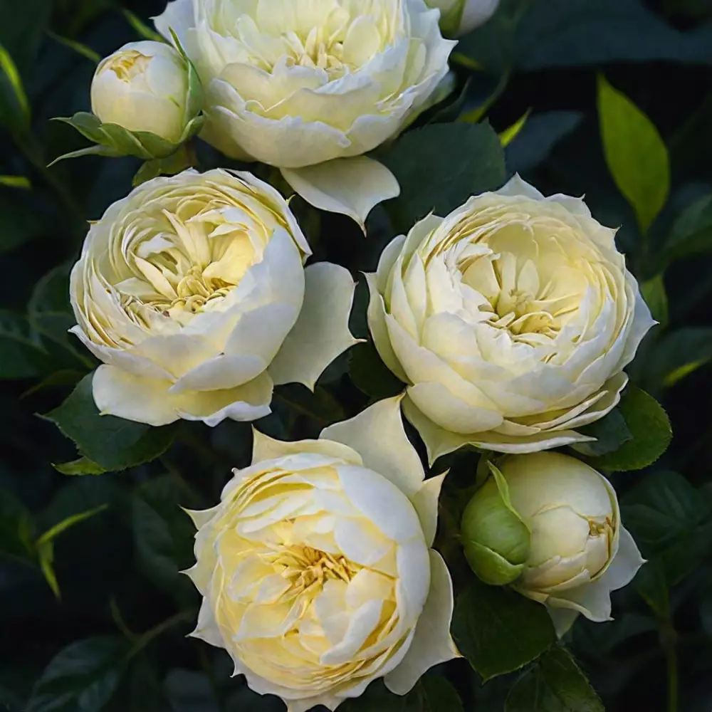 Роза Спрей Blanchette