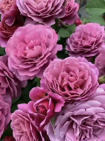 Роза Спрей Aoi