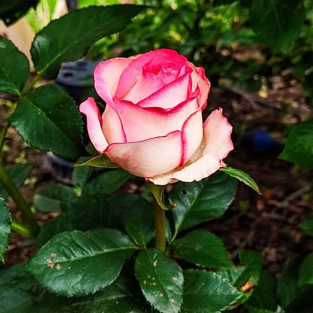 Роза Ч/Г Jumilia