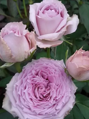 Роза Ч/Г Country Song