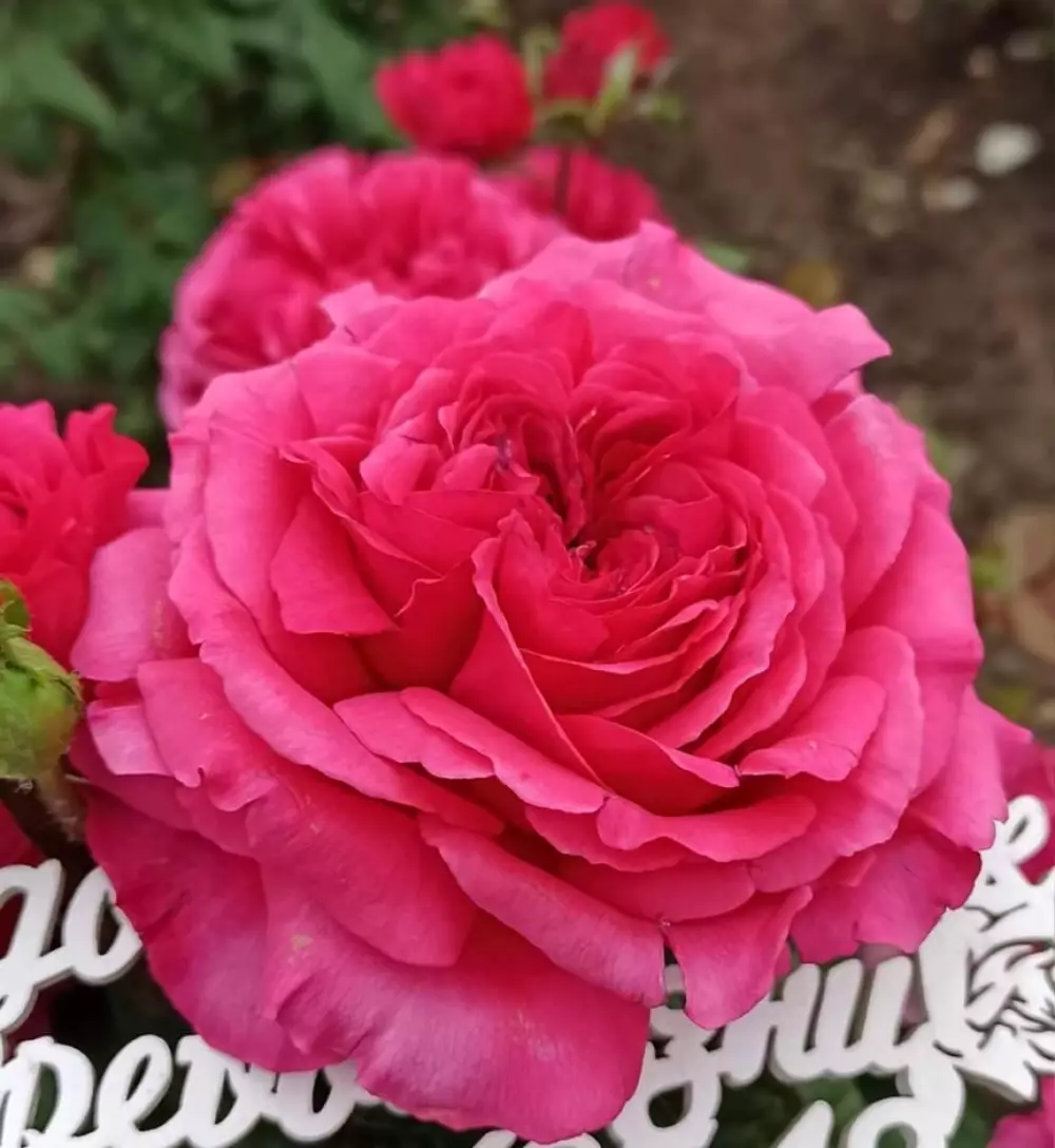 Роза Ч/Г Pr. Kishi