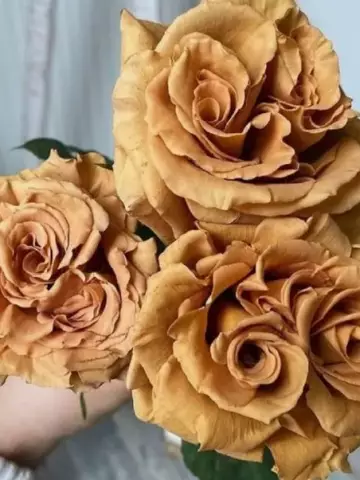 Роза Ч/Г Toffi