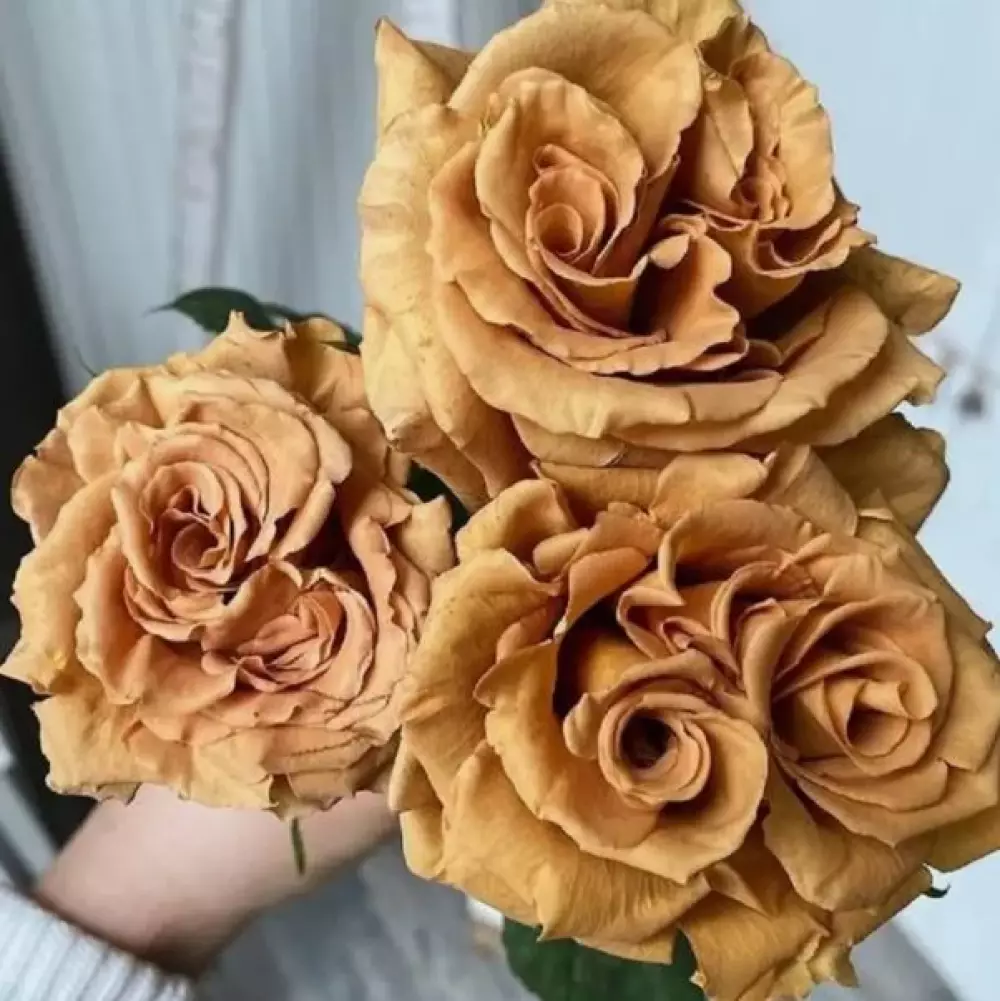 Роза Ч/Г Toffi