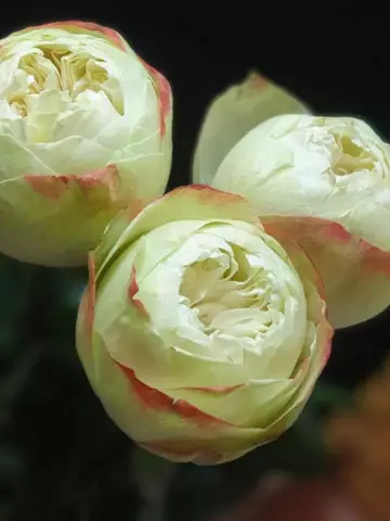 Роза Ч/Г Khela