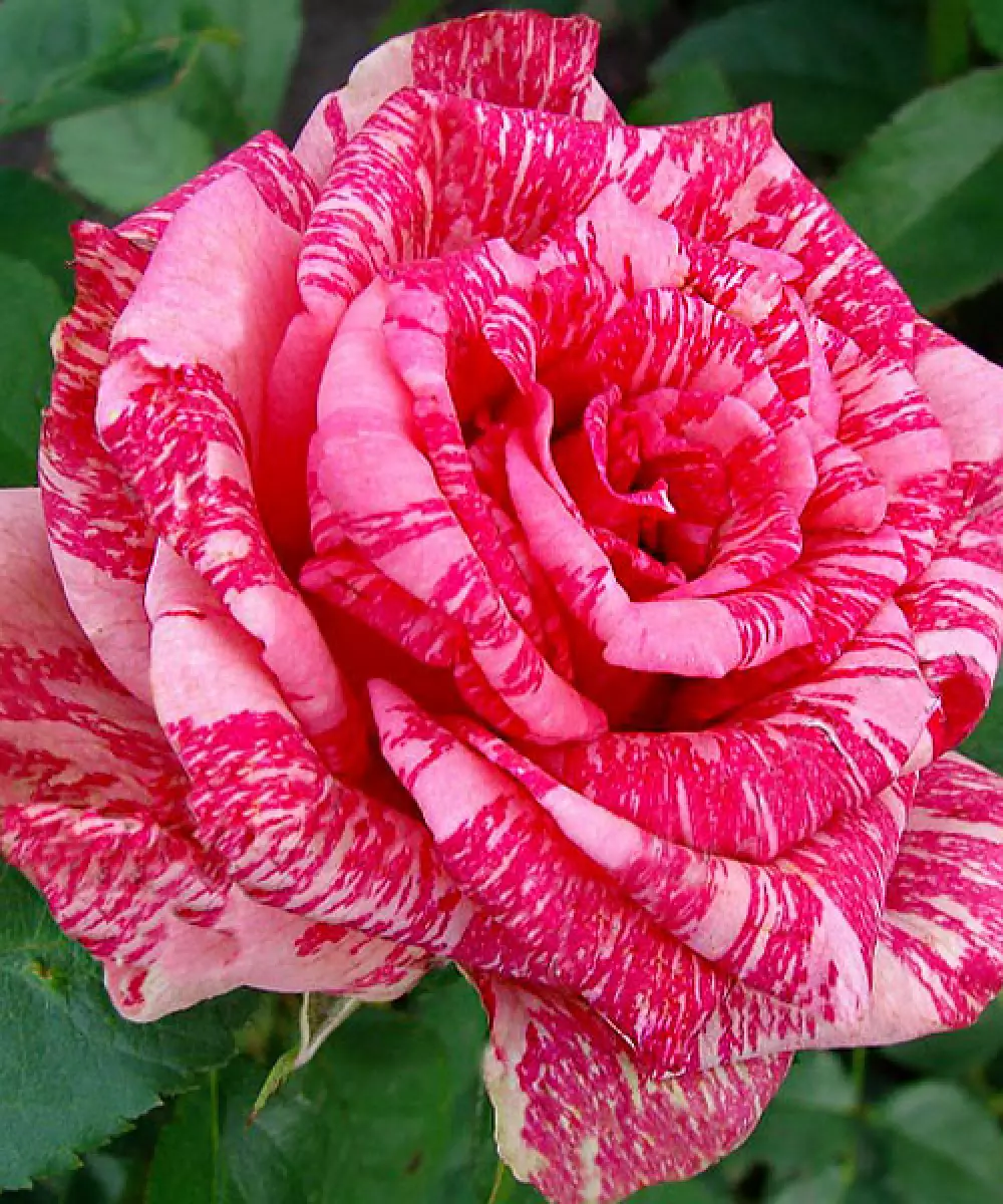 Роза Ч/Г Pink Intuition