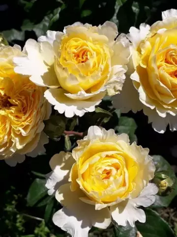 Роза Ч/Г Beatrice (Park)