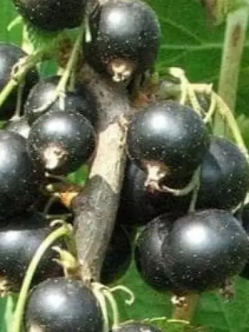 Смородина Ванюша (ОКС)