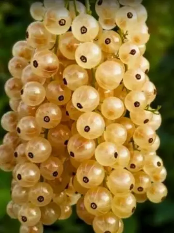 Смородина белая Десертная (ОКС)