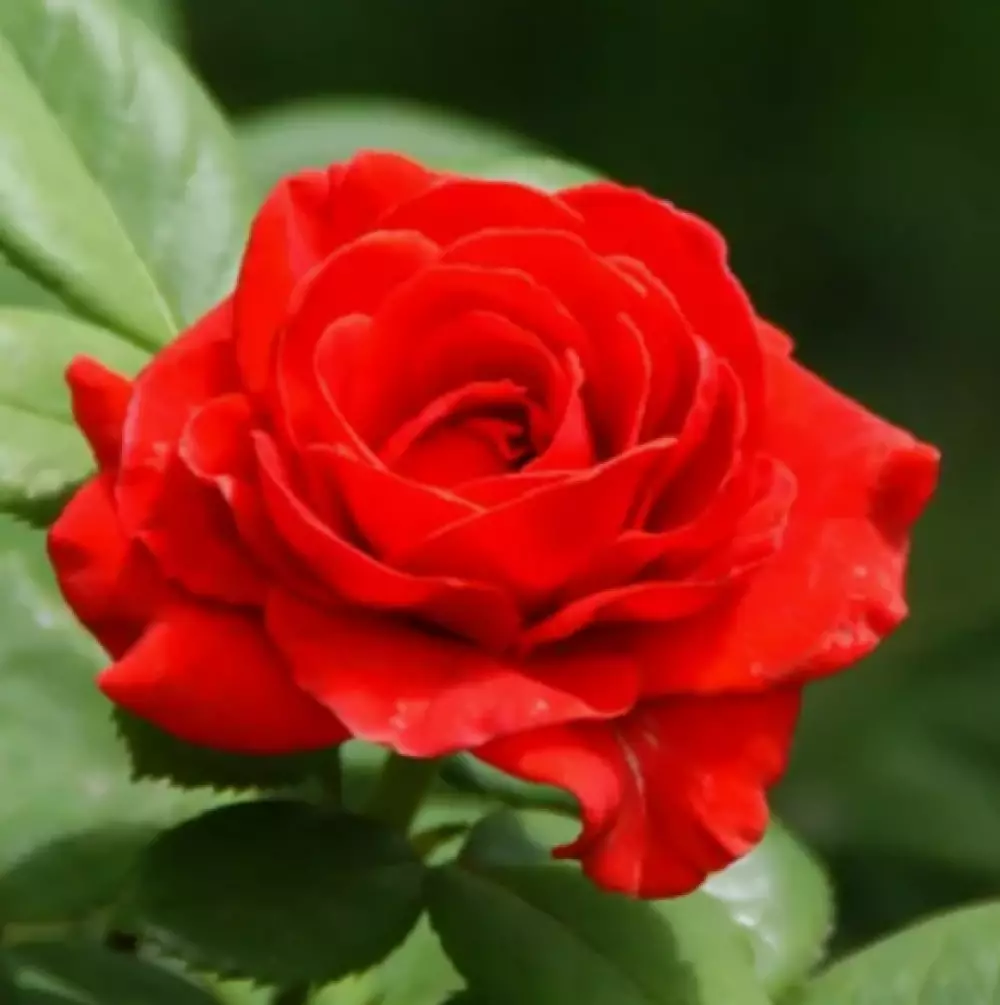 Роза Флорибунда Red Rodeo