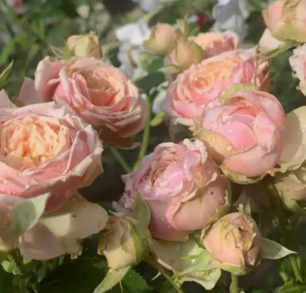 Роза Флорибунда Eden Romantic