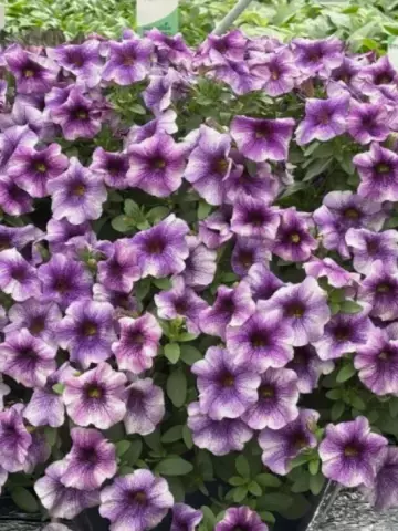 Петхоа Violet Vicky (100 шт.)