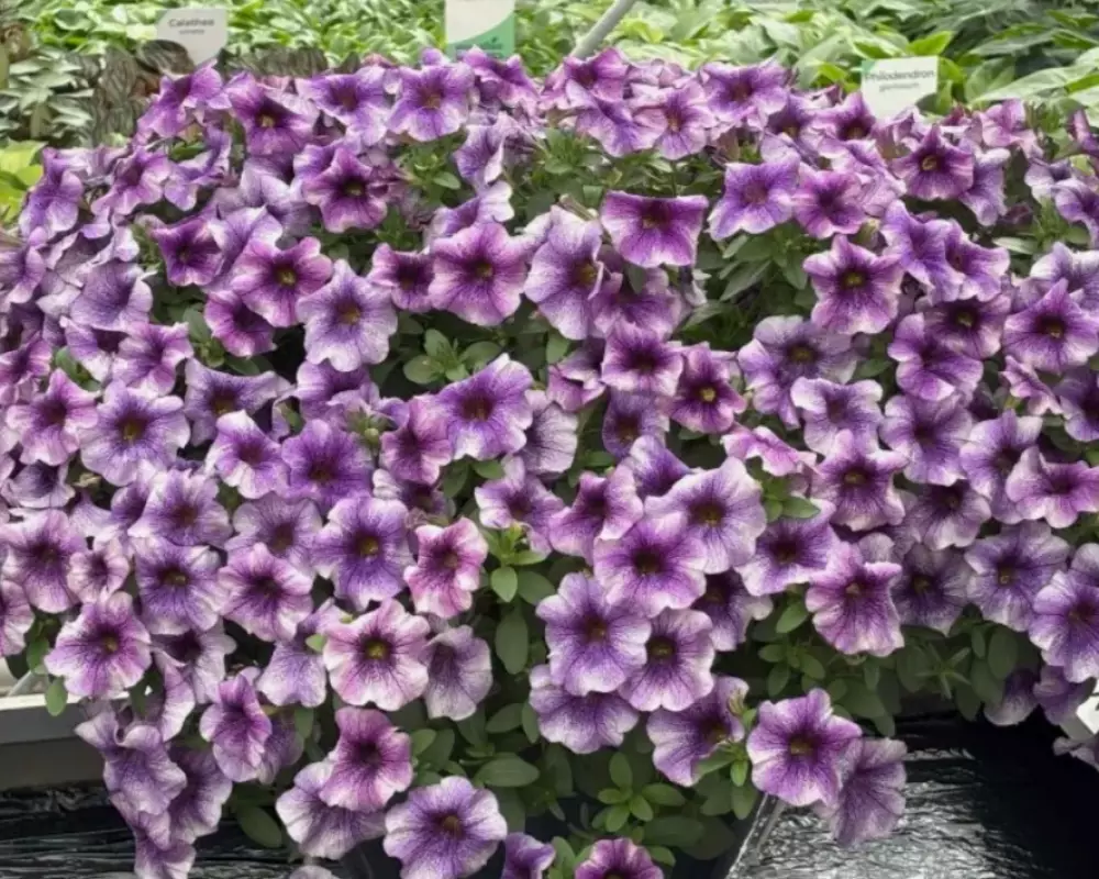 Петхоа Violet Vicky (100 шт.)