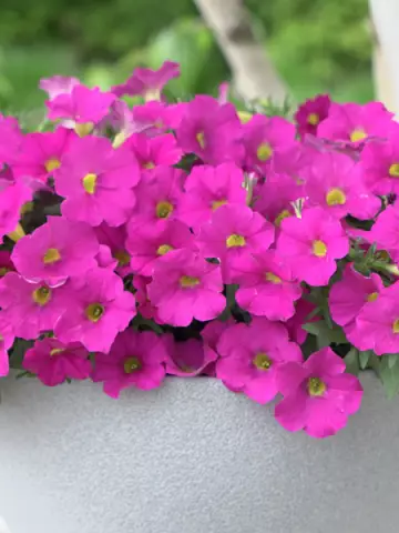 Петхоа Pretty Pam (100 шт.)