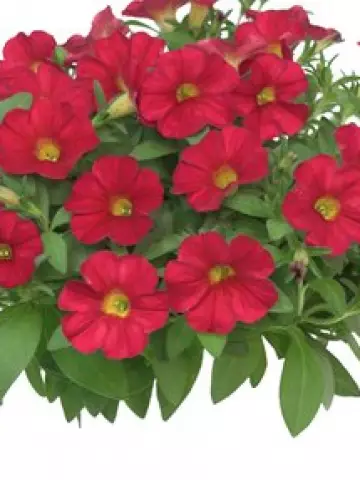 Петхоа Red Runa (100 шт.)