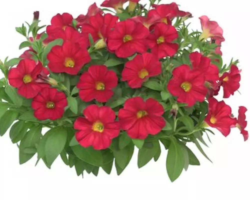 Петхоа Red Runa (100 шт.)