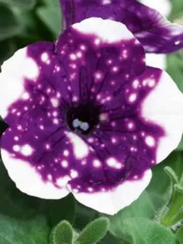 Петуния AlpeTunia® Glacier Sky (100 шт.)