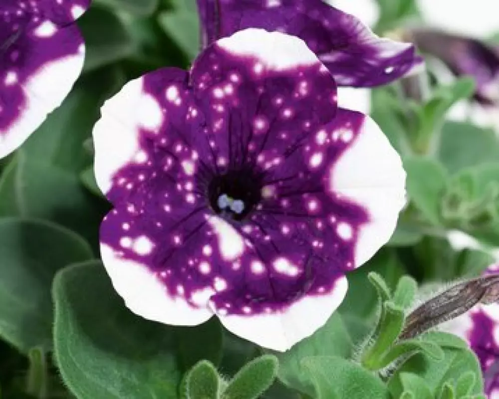 Петуния AlpeTunia® Glacier Sky (100 шт.)