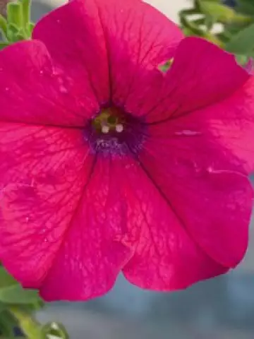 Петуния AlpeTunia® Hot Pink (100 шт.)