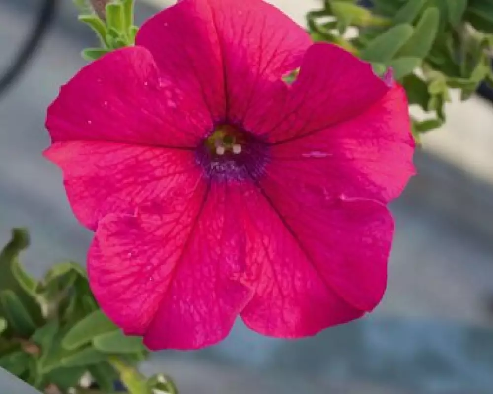 Петуния AlpeTunia® Hot Pink (100 шт.)