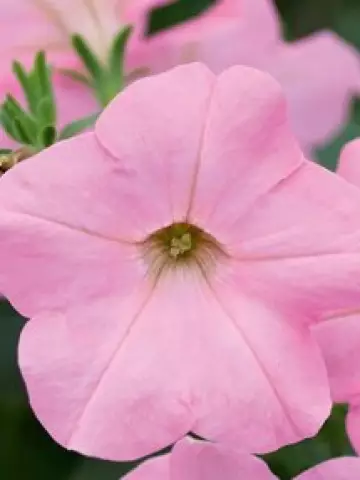 Петуния AlpeTunia® Soft Pink (100 шт.)