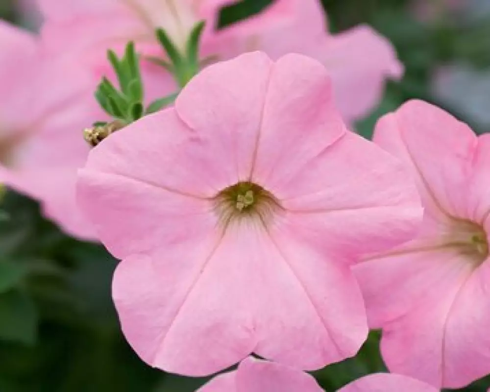Петуния AlpeTunia® Soft Pink (100 шт.)